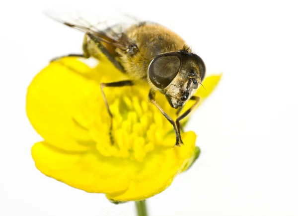 Bee op gele bloem in extreme close-up — Stockfoto