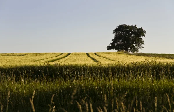 Singolo albero e campo di grano — Foto Stock