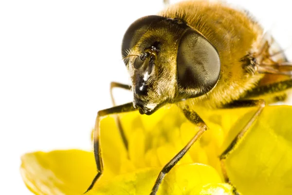 Μέλισσα σε κίτρινο λουλούδι σε ακραία από κοντά在极端的黄色花朵上的蜜蜂关闭 — 图库照片