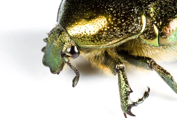 Irizáló színes rovar-ban zár-megjelöl — Stock Fotó