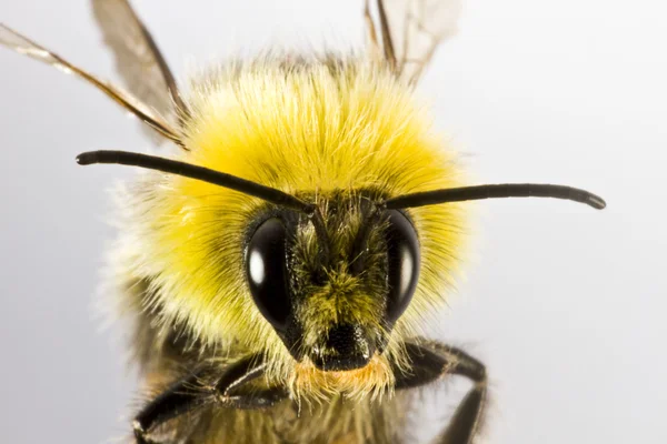 Bumblebee in close up — Stock Photo, Image