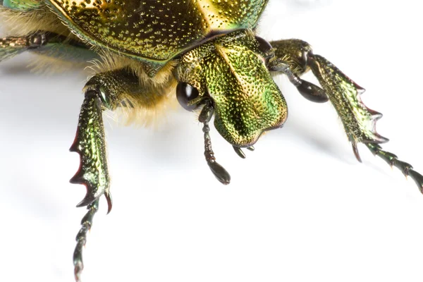Bug iridescente de perto — Fotografia de Stock