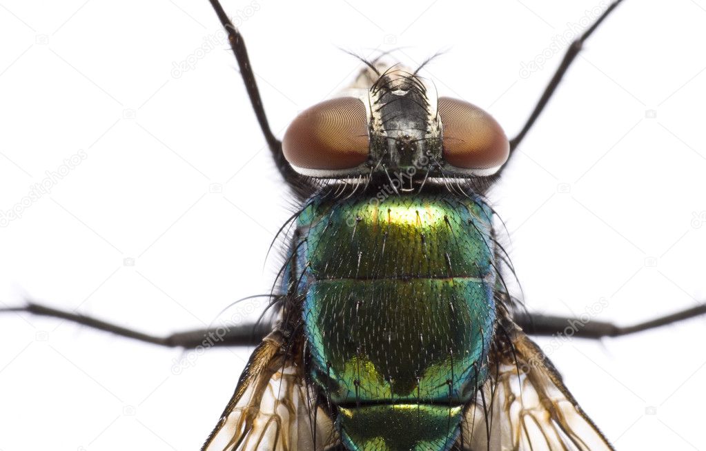 Iridescent: house fly in close up