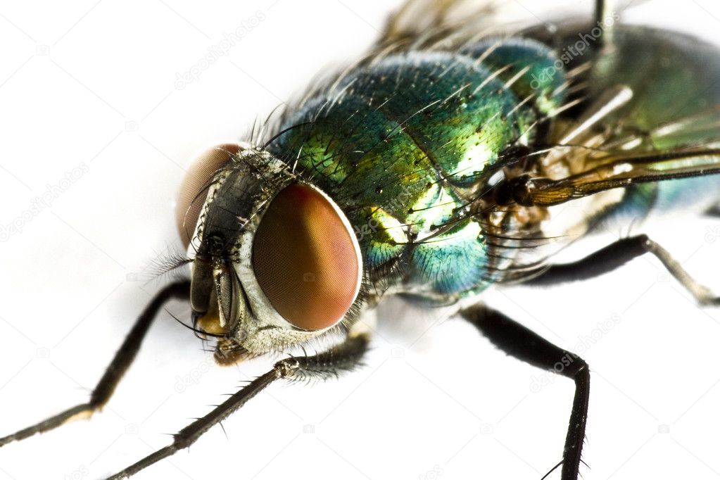 Iridescent house fly in close up