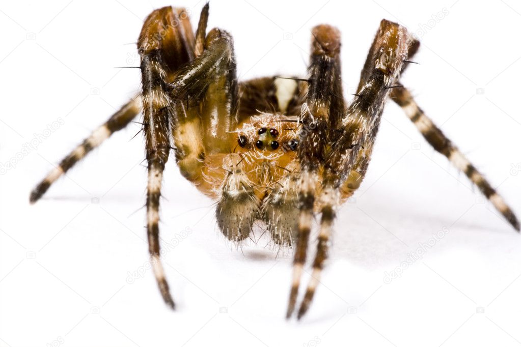Spider crawling in extreme close up