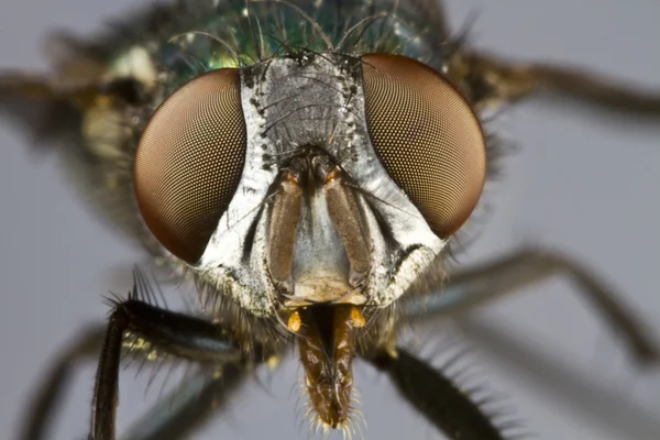 Frontal shot of house fly — Stock Photo, Image
