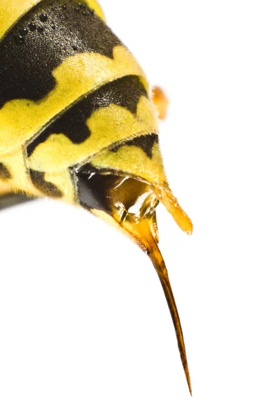 Τσίμπημα σφήκας — Φωτογραφία Αρχείου