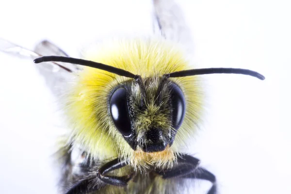 スズメバチのクローズ アップ — ストック写真