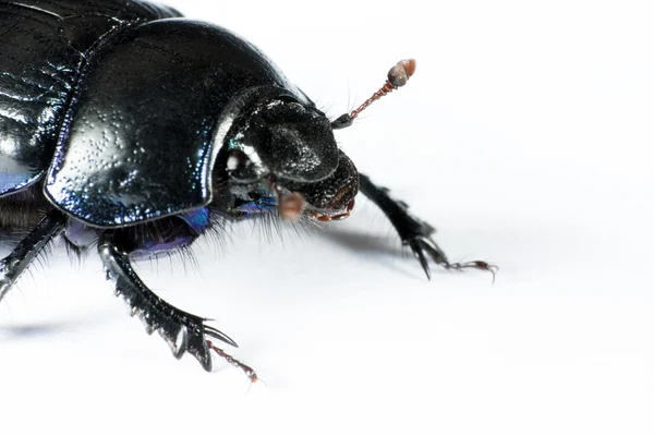 Head of black bug in left upper corner — Stock Photo, Image