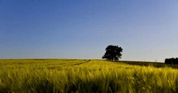 Árbol único y campo de grano — Foto de Stock