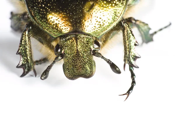 Cabeza de insecto iridiscente —  Fotos de Stock
