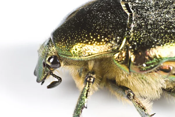 Iriserende bug in close-up van kant — Stockfoto