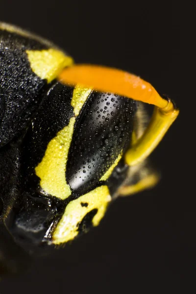 Head of wet wasp in extreme close up — Stock Photo, Image