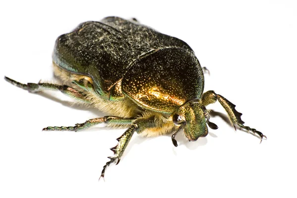Ιριδίζουσα bug σε κοντινό πλάνο — Φωτογραφία Αρχείου