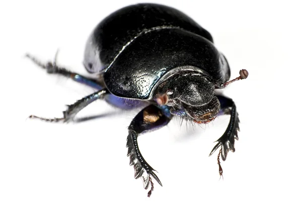 Black bug in upper left corner — Stock Photo, Image