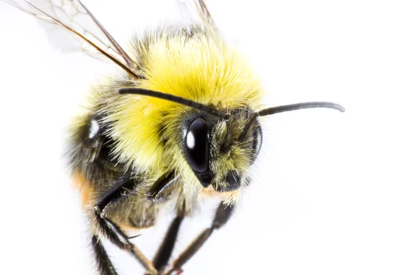 Bumblebee in primo piano — Foto Stock