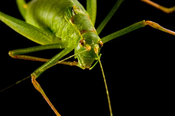 1 Grashopper — Foto de Stock