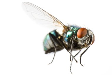 Flying house fly in extreme close up clipart