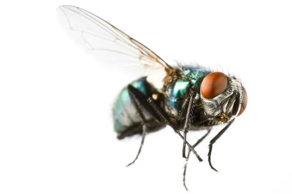 Flying house fly in extreme close up — Stock Photo, Image