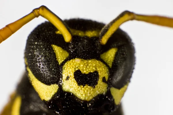 Wet wasp in close up shot — Stock Photo, Image