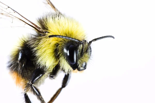 Bumble bee close up — Stock Photo, Image