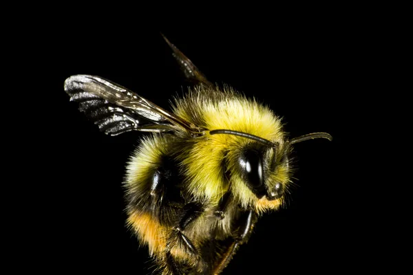 Close up of bumble bee — Stock Photo, Image