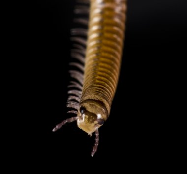 Millipede on black background clipart