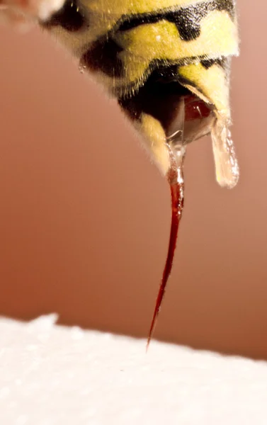 Wespenstiche vor rotem Hintergrund — Stockfoto
