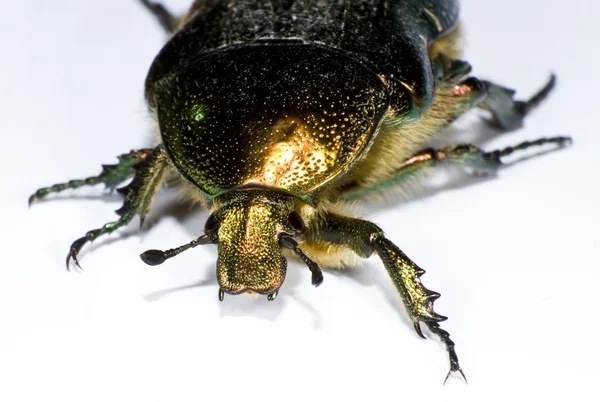 Bug in close up — Stock Photo, Image