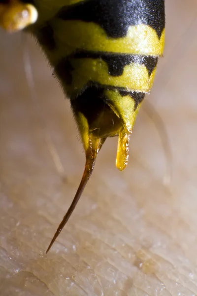 Back of wasp in closeup — Stock Photo, Image