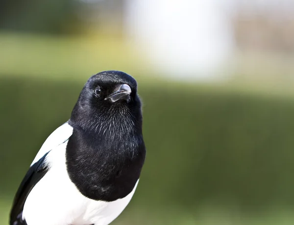 stock image Magpie outdoor