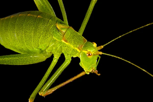 Grasshopper 2 — Stock Photo, Image