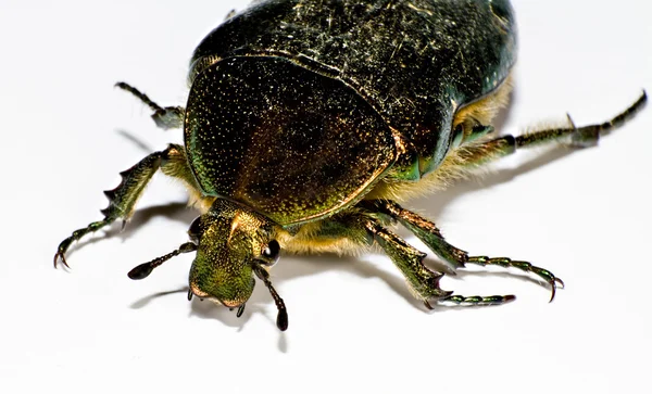 Голова чорного комахи у лівому верхньому куті — стокове фото