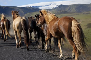 Icelandic Horses clipart