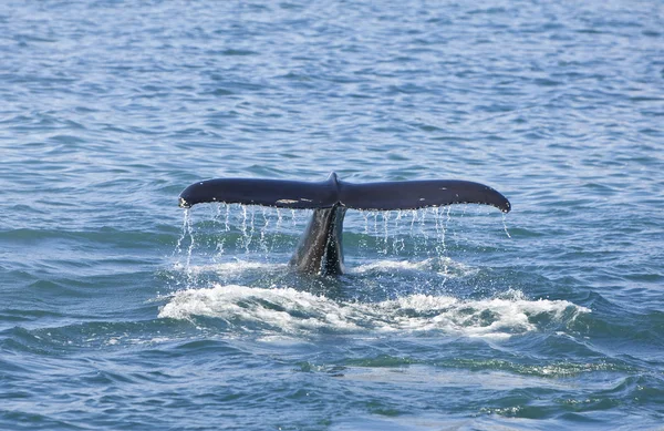Καμπούρης φάλαινα ουρά — Φωτογραφία Αρχείου