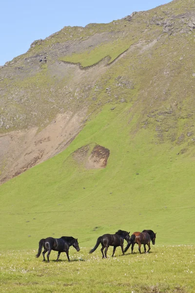 Islandpferde in einem flachsgefüllten Feld — Stockfoto