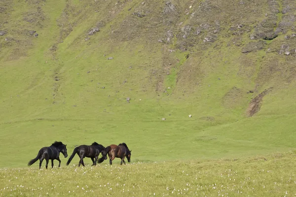 Islandpferde in einem flachsgefüllten Feld — Stockfoto