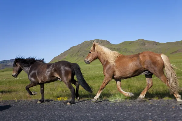 Twee IJslandse paarden lopen langs de kant van een weg — Stockfoto