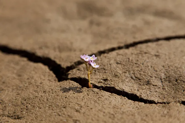 Blume, die aus trockener rissiger Erde wächst — Stockfoto