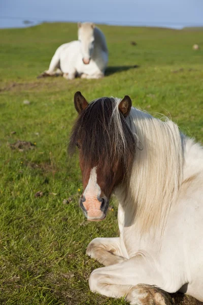 IJslandse paarden in rust in een veld — Stockfoto