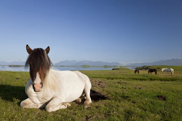 Cheval islandais au repos dans un champ — Photo