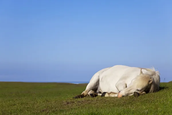 Vita hästen sover i ett fält — Stockfoto