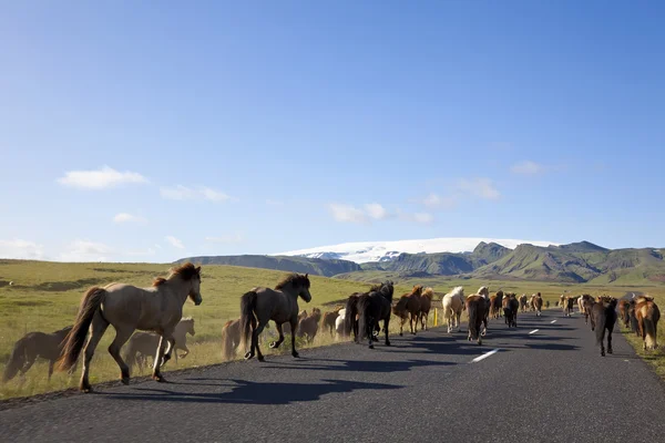 Islandpferde laufen auf einer Straße — Stockfoto