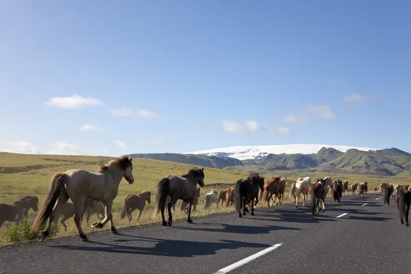 Herde isländischer Pferde läuft eine Straße hinunter — Stockfoto