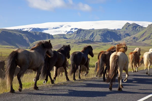 Islandzki koni, poruszający się po drodze — Zdjęcie stockowe