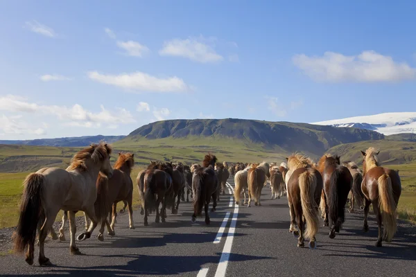 Stádo islandských koní běží po silnici — Stock fotografie