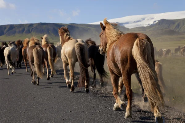 Islandshästar som löper längs en väg — Stockfoto