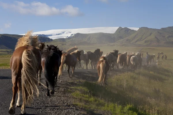 Islandští koně běží po silnici do polí — Stock fotografie