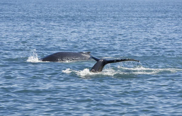 Два горбатых кита — стоковое фото