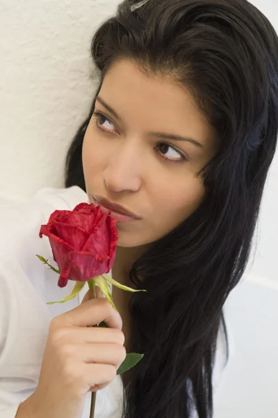 Latin Rose — Stock Photo, Image